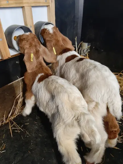 Les chevreaux croisés alpins-boers et alpins purs ont montré une croissance similaire pour les deux lots avec un gain de poids vif de 13,3 kg et un GM