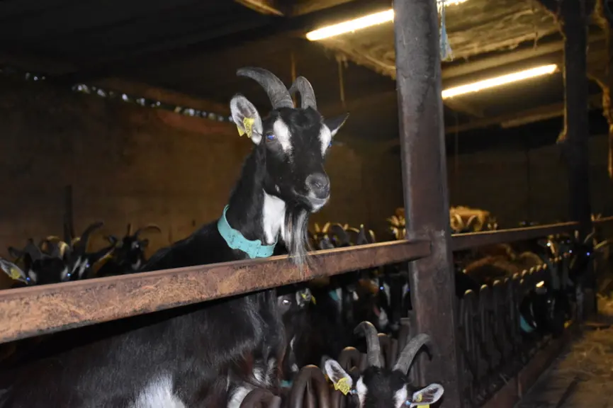 « C’est une chèvre de caractère, et la hiérarchie est forte entre les individus. C’est aussi pour cela je pense qu’elle a été abandonnée dans les syst