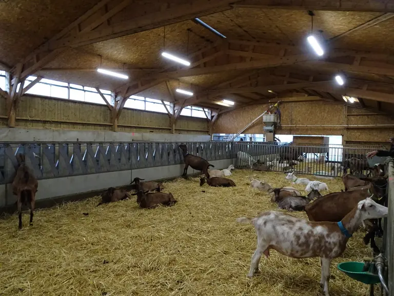 Le bâtiment d'élevage, qui est sorti de terre en 2018, fait environ 1900 m². Une partie du lait des 200 chèvres est transformée sur place, l'autre est