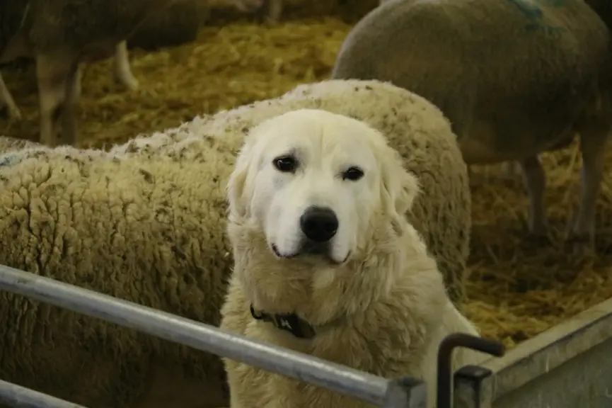 Lors de l'intégration d'un chien adulte dans un troupeau qui ne connaît pas les chiens de protection, il est recommandé de faire la première prise de contact en espace restreint tel qu'un enclos ou la bergerie.