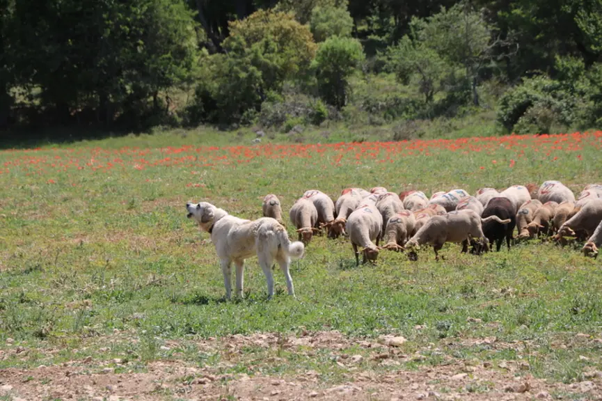 L'aboiement va permettre au chien de signaler sa présence, mettre en garde le potentiel intrus et donner l'alerte aux autres chiens.