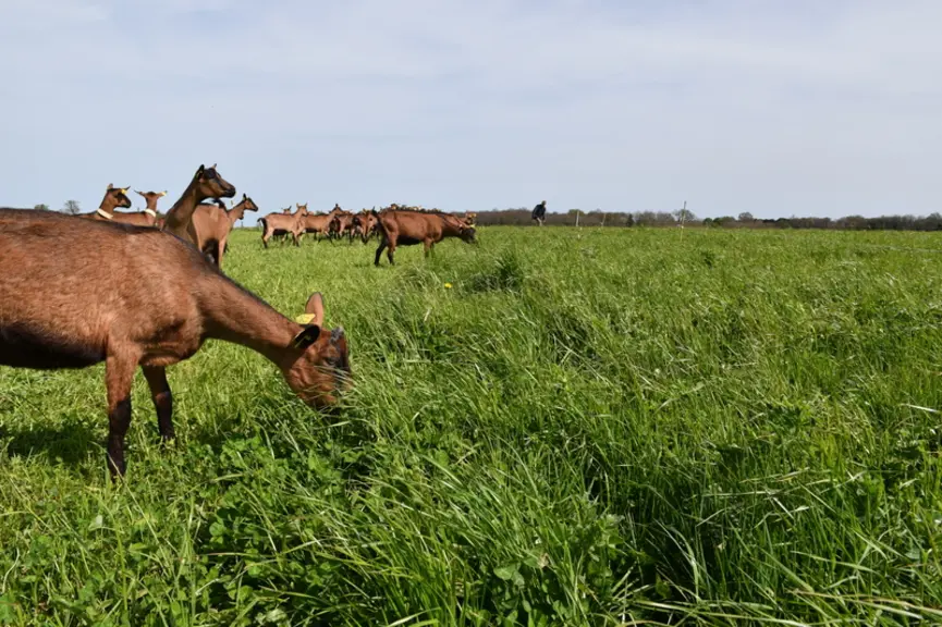 Au pâturage, la gestion des transitions alimentaires est primordiale pour les chèvres en lactation longue.
