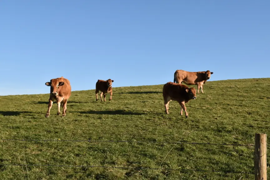 Les ateliers caprins et vaches allaitantes, 35 mères parthenaises, se complètent bien. Tous les veaux mâles sont castrés et vendus à trois ans. Ils so