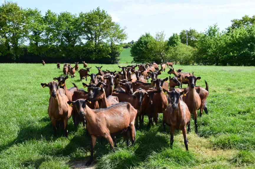Les Chèvres Bio France produisait du lait principalement pour la fromagerie et la laiterie de La Lémance. La nouvelle équipe veut diversifier sa clien