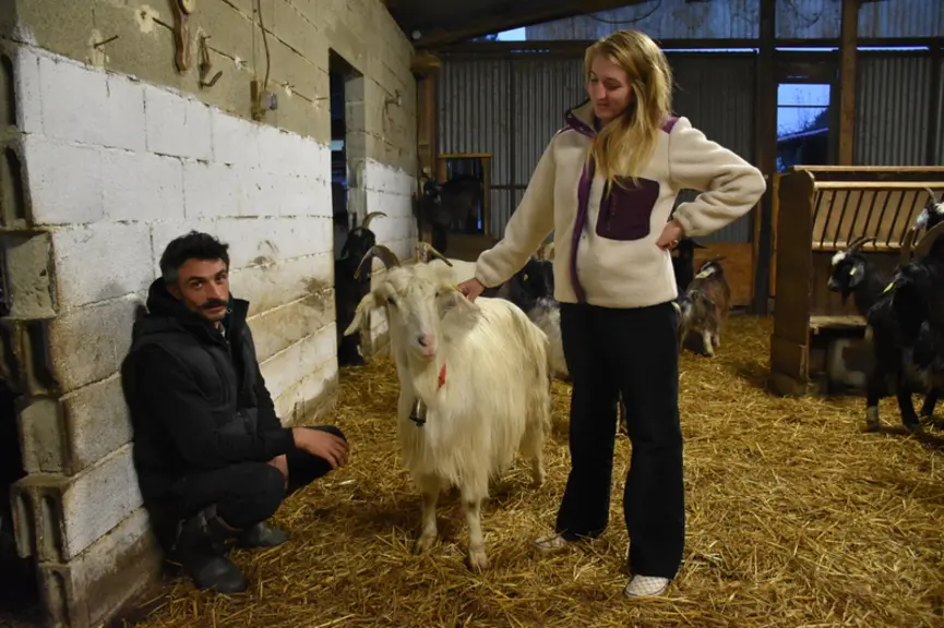 À la ferme Bacotte, dans les Landes, Clément Baillet et Marie Fischer élèvent 150 chèvres pyrénéennes et 30 brebis Manech tête noire exclusivement sur