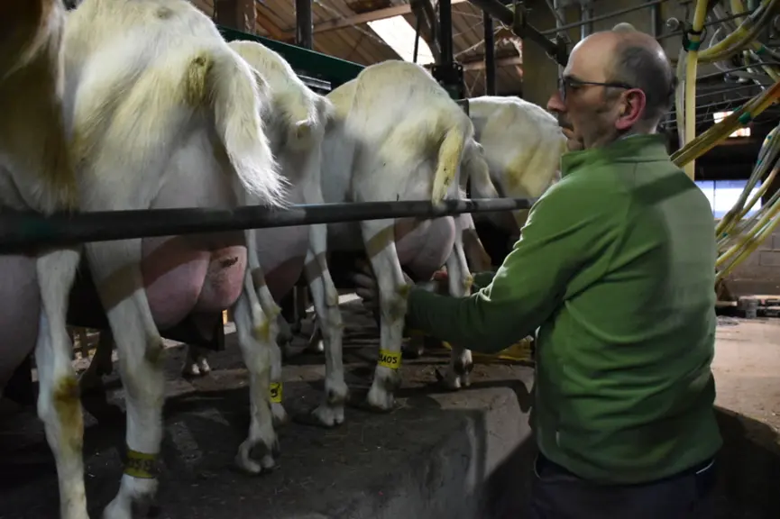 Les primipares de 2023 ont une très bonne conformation de mamelle et de premiers résultats de production prometteurs.