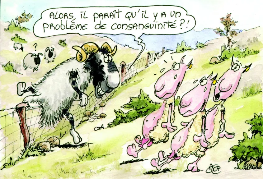 L’Inra de la Fage, voisin, a poliment refusé sa contribution à la génétique des béliers Blackface du troupeau d'Alain Chrétien...