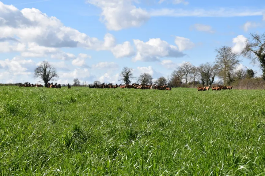 chèvres alpines au pâturage, prairie