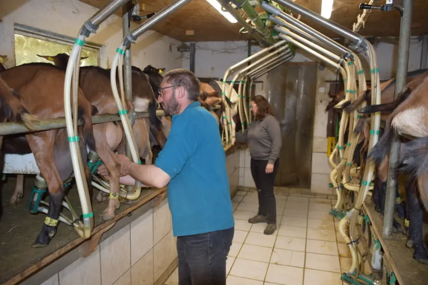 salle de traite, chèvres Alpine et Saanen, éleveur à la traite