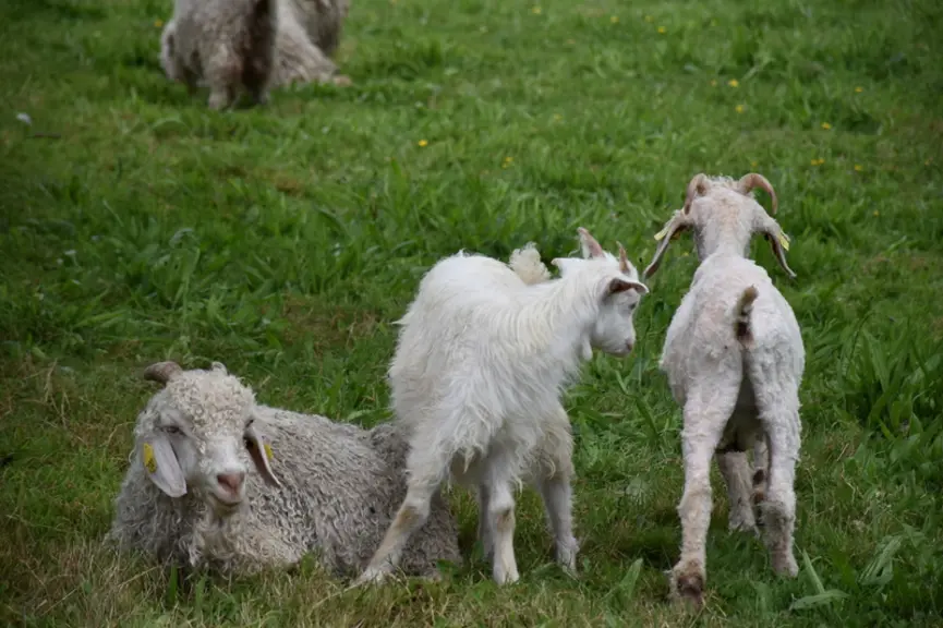 3 chèvres Angora dont 2 tondues
