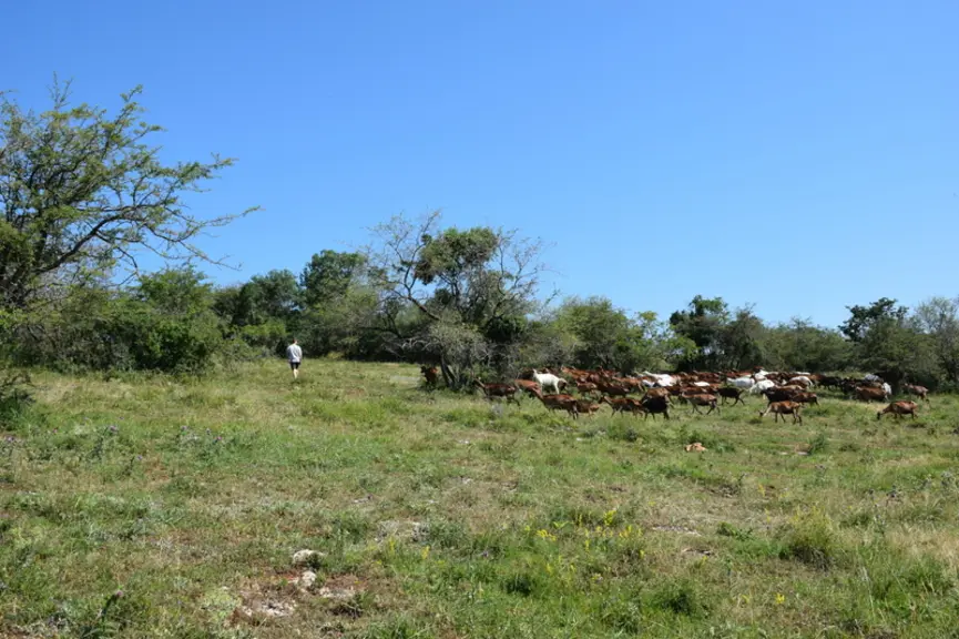 chèvres au pâturage