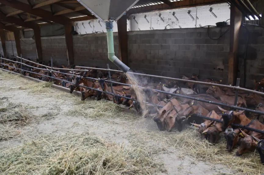 Distribution aliment chèvres alpines aire paillée