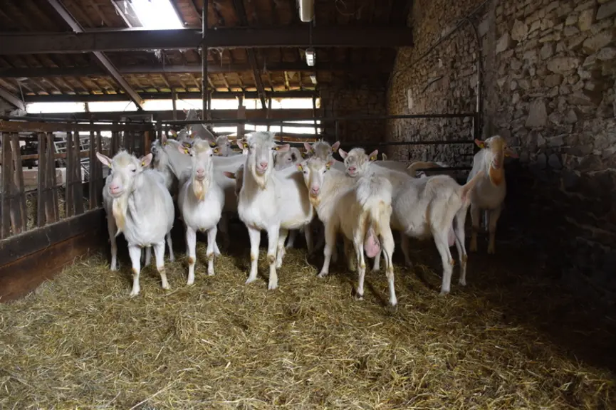Boucs Saanens dans leur aire paillée