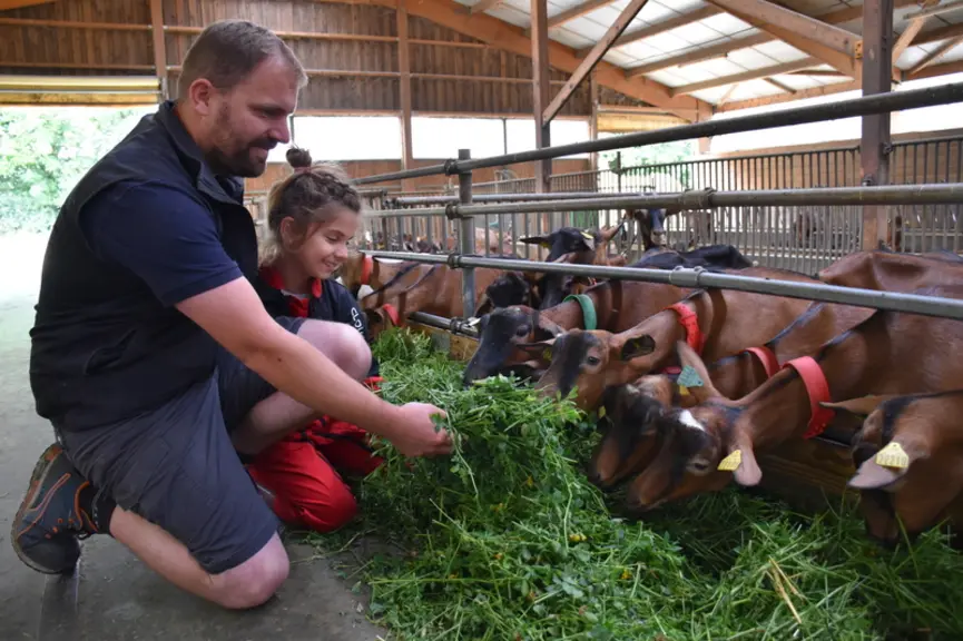 Eleveur nourrissant chèvre Alpine, affouragement en vert