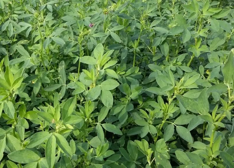Cérience, l’agronome semencier accompagne les éleveurs caprins dans l’amélioration de la production de luzerne.