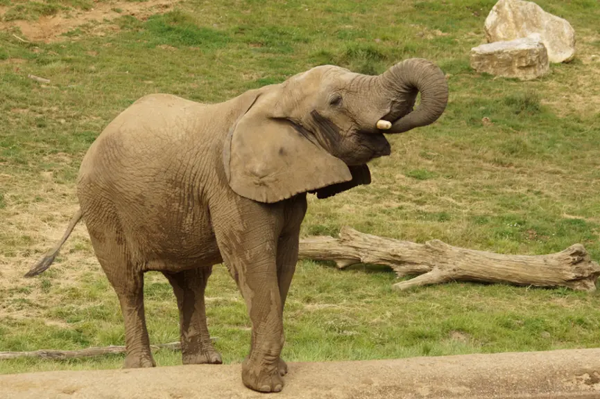Eléphant