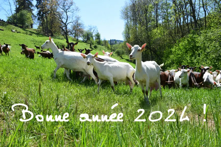 Chèvre Saanen en Ardèche et inscription bonne année 2024