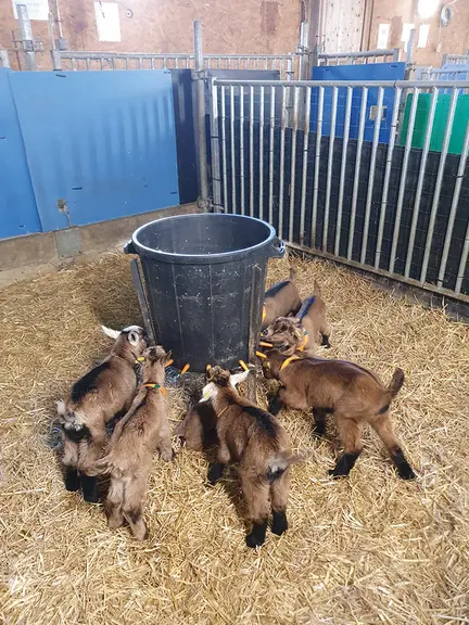multi-biberon et chevreaux