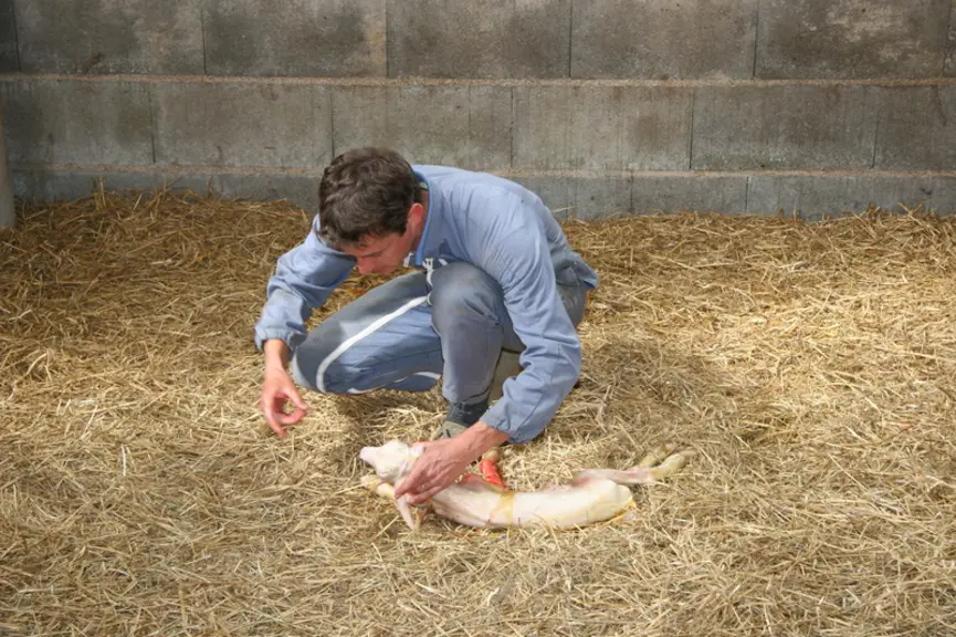 Chevrette à la naissance