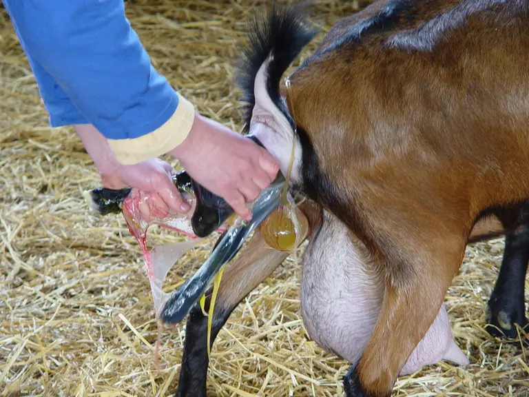 Naissance d'une chevrette