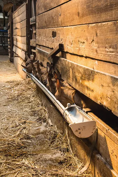 Gouttière pour allaitement des chevrettes