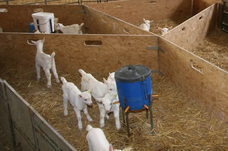 Multi biberon pour chevrettes