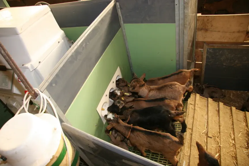 Allaitteur automatique/louve pour chevrettes