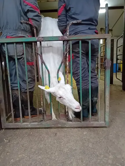 cornadis-portillon pour inséminer les chèvres avec une chèvre et deux éleveurs