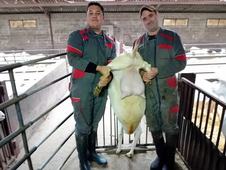 cornadis-portillon pour inséminer les chèvres avec une chèvre et deux éleveurs
