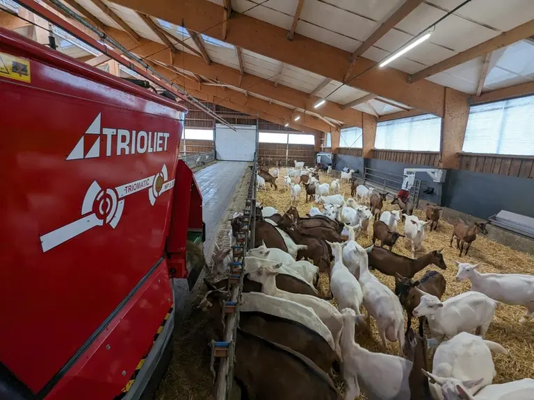 Distribution d'aliment aux chèvres avec le robot Trioliet