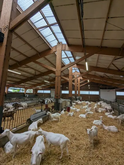 Intérieur de la chèvrerie