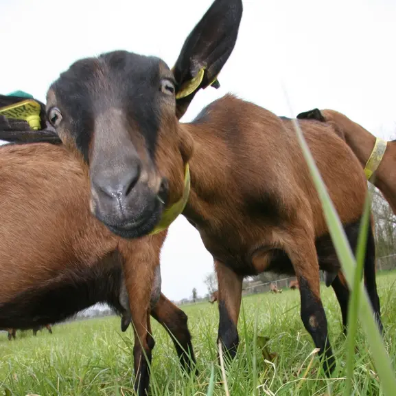 Chèvres alpines au pâturage