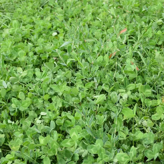 Prairie multi-espèces avec fétuque, dactyle, ray-grass et trèfles