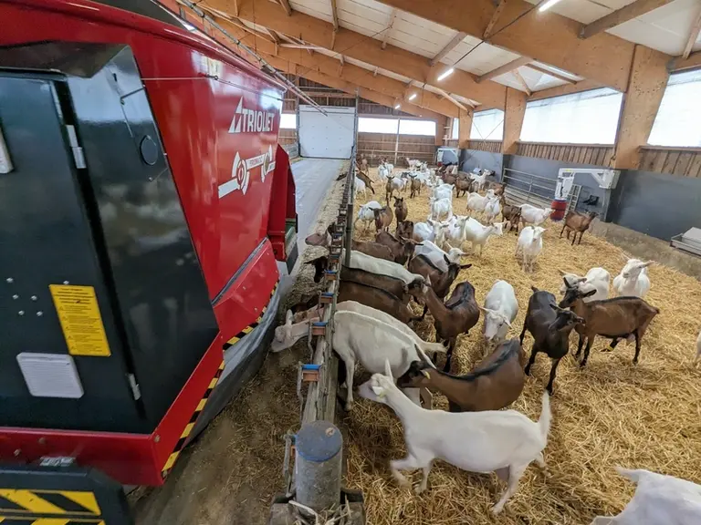 Les robots d'alimentation permettent d'automatiser la distribution des fourrages et des concentrés au troupeau.