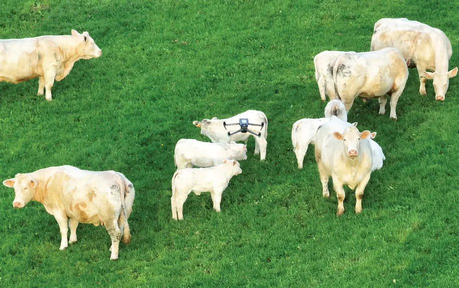 Drone au dessus de bovins allaitants
