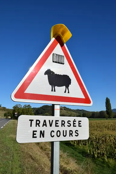 Panneaux routier signalant la traversée de troupeaux