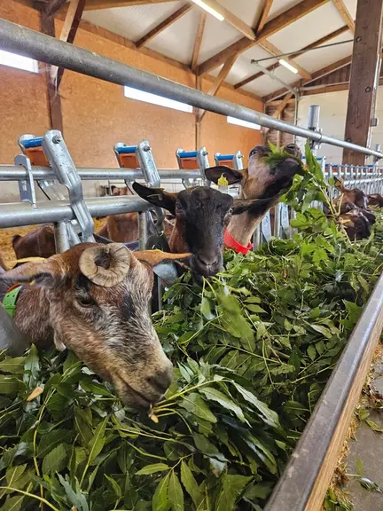 Chèvres mangeant des feuilles de frêne
