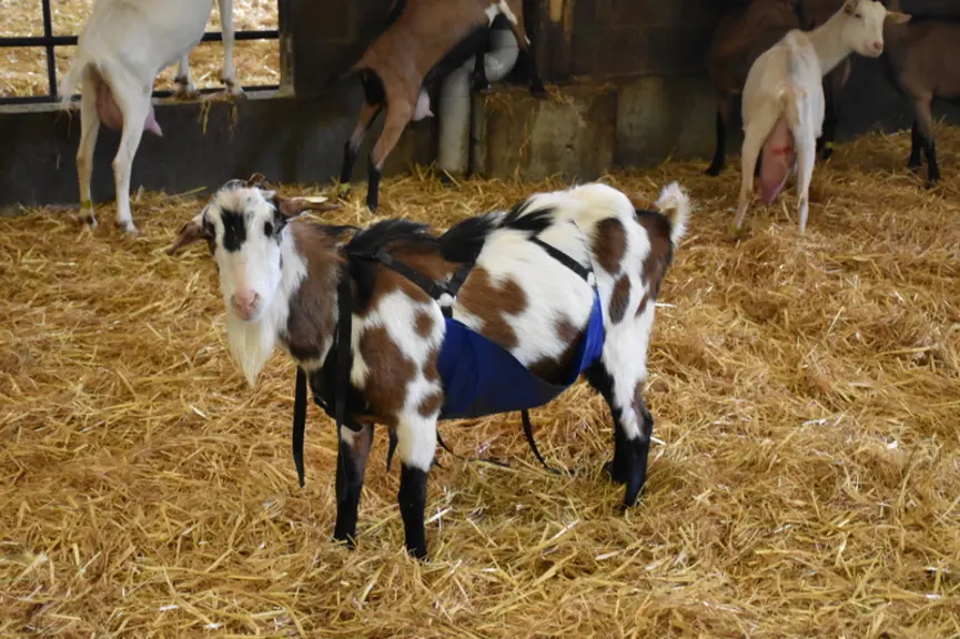 Un bouc avec un tablier