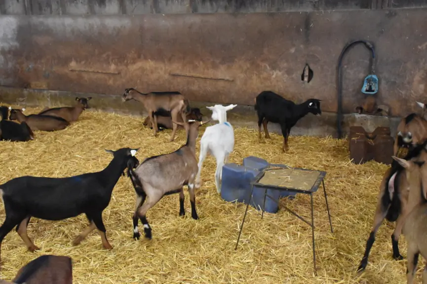 Des chevrettes dans leur enclos