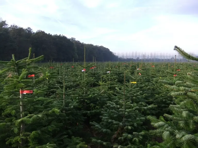 Sapin Nordmann dans la Loire