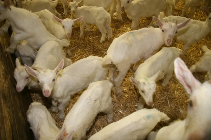 chevreaux à l'engraissement