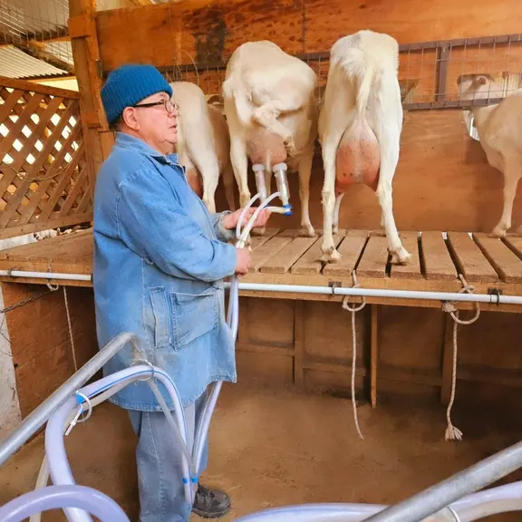 Traite à La ferme Las Ramadas au Chili