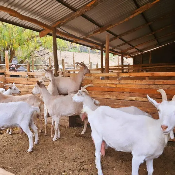 chèvres à La ferme Las Ramadas au Chili