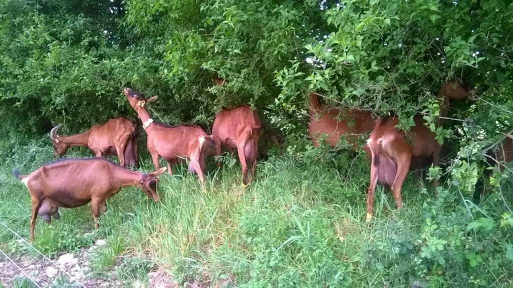 Chèvre pâturant les sous-bois
