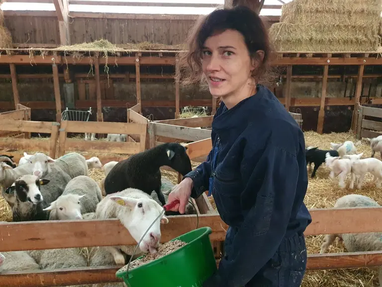 Amélie Villette avec des brebis