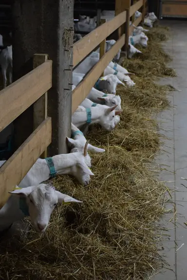 Les chèvres ont du fourrage à disposition en permanence.