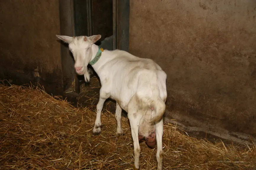 <em class="placeholder">Chèvre avec Caev à l'épaule</em>