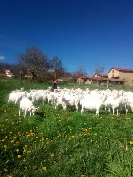 Chèvres au pâturage