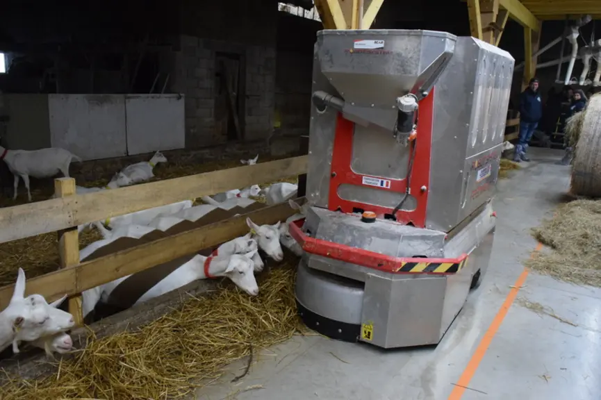 Le robot repousse les refus et distribue l'aliment aux chèvres.