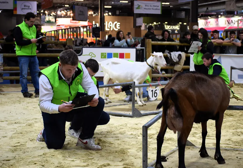 Concours de jugement des chèvres par les jeunes au salon de l'agriculture